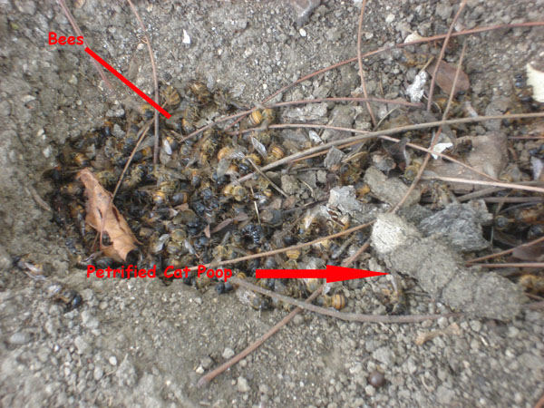 BEES copy.jpg