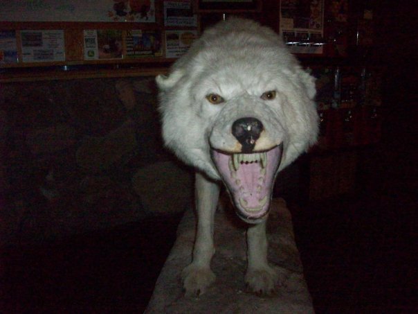 Nearly killed on my way out by the majestic white wolf.